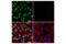 Prospero Homeobox 1 antibody, 14963S, Cell Signaling Technology, Immunofluorescence image 