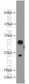 Histone Cluster 1 H1 Family Member C antibody, 15446-1-AP, Proteintech Group, Western Blot image 