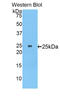 Myosin-8 antibody, LS-C295492, Lifespan Biosciences, Western Blot image 