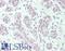 RNA Polymerase II Subunit C antibody, LS-B14184, Lifespan Biosciences, Immunohistochemistry paraffin image 