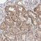 Zinc Finger And BTB Domain Containing 48 antibody, PA5-56467, Invitrogen Antibodies, Immunohistochemistry frozen image 