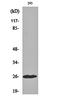 Complement C1r antibody, orb159347, Biorbyt, Western Blot image 
