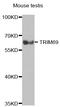 Tripartite Motif Containing 69 antibody, A11739, Boster Biological Technology, Western Blot image 