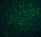 Cd273 antibody, 4063, ProSci Inc, Immunofluorescence image 