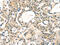 Ras Related GTP Binding A antibody, CSB-PA071515, Cusabio, Immunohistochemistry paraffin image 