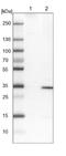 UBA Domain Containing 2 antibody, NBP1-93893, Novus Biologicals, Western Blot image 