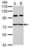 IMP U3 Small Nucleolar Ribonucleoprotein 3 antibody, PA5-30398, Invitrogen Antibodies, Western Blot image 