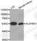 Aldehyde Dehydrogenase 8 Family Member A1 antibody, A3482, ABclonal Technology, Western Blot image 