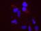 Structural Maintenance Of Chromosomes 1A antibody, NB100-206, Novus Biologicals, Proximity Ligation Assay image 