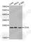 Inosine Triphosphatase antibody, A1221, ABclonal Technology, Western Blot image 