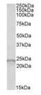 Glutathione Peroxidase 2 antibody, orb19054, Biorbyt, Western Blot image 