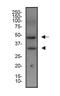 X-box-binding protein 1 antibody, NBP1-77681, Novus Biologicals, Western Blot image 