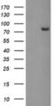 Peptidyl Arginine Deiminase 4 antibody, MA5-26006, Invitrogen Antibodies, Western Blot image 