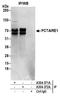 Cyclin Dependent Kinase 16 antibody, A304-372A, Bethyl Labs, Immunoprecipitation image 