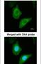 FAS antibody, PA5-22061, Invitrogen Antibodies, Immunofluorescence image 