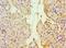 Thioredoxin 2 antibody, LS-C379209, Lifespan Biosciences, Immunohistochemistry paraffin image 