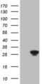 Translin antibody, MA5-27091, Invitrogen Antibodies, Western Blot image 