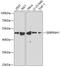 Serpin Family H Member 1 antibody, 18-682, ProSci, Western Blot image 