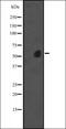 Zinc Finger DHHC-Type Containing 13 antibody, orb335410, Biorbyt, Western Blot image 
