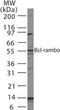 BCL2 Like 13 antibody, PA1-41679, Invitrogen Antibodies, Western Blot image 