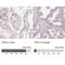 TIMELESS-interacting protein antibody, NBP1-83650, Novus Biologicals, Immunohistochemistry paraffin image 