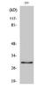 Olfactory Receptor Family 10 Subfamily J Member 1 antibody, A15013, Boster Biological Technology, Western Blot image 
