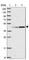 WD Repeat Domain 18 antibody, HPA050200, Atlas Antibodies, Western Blot image 