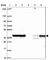 Heterogeneous nuclear ribonucleoprotein D-like antibody, HPA056820, Atlas Antibodies, Western Blot image 