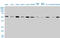 Tubulin Alpha 4a antibody, LS-B4552, Lifespan Biosciences, Western Blot image 