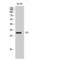 Mitochondrial Translational Initiation Factor 3 antibody, LS-C384046, Lifespan Biosciences, Western Blot image 