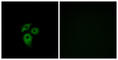 Atypical Chemokine Receptor 1 (Duffy Blood Group) antibody, abx015232, Abbexa, Western Blot image 