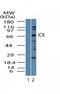 Laryngeal cancer kinase 2 antibody, PA5-23161, Invitrogen Antibodies, Western Blot image 