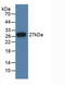 Fibroblast Growth Factor 21 antibody, LS-C687563, Lifespan Biosciences, Western Blot image 