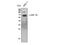 Heat Shock Protein Family A (Hsp70) Member 1 Like antibody, A04286-2, Boster Biological Technology, Western Blot image 