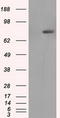 RalA Binding Protein 1 antibody, TA500952, Origene, Western Blot image 