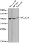 BCL2 Like 14 antibody, GTX30086, GeneTex, Western Blot image 