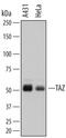 WW Domain Containing Transcription Regulator 1 antibody, MAB7210, R&D Systems, Western Blot image 