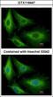 Glutathione S-Transferase Kappa 1 antibody, GTX119447, GeneTex, Immunofluorescence image 