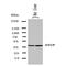 Sodium/taurocholate cotransporting polypeptide antibody, orb76184, Biorbyt, Western Blot image 