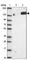 Protocadherin-1 antibody, HPA047720, Atlas Antibodies, Western Blot image 