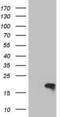 Twist-related protein 2 antibody, LS-C798238, Lifespan Biosciences, Western Blot image 