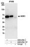 WD repeat-containing protein 1 antibody, A305-472A, Bethyl Labs, Immunoprecipitation image 