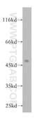 WD Repeat Domain 18 antibody, 15165-1-AP, Proteintech Group, Western Blot image 
