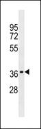 Olfactory receptor OR6-13 antibody, 59-934, ProSci, Western Blot image 