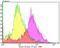 Actin Related Protein 3 antibody, NBP2-75395, Novus Biologicals, Flow Cytometry image 