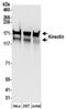 Kinectin 1 antibody, NBP2-32262, Novus Biologicals, Western Blot image 
