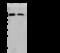 Head activator antibody, 11684-T62, Sino Biological, Western Blot image 