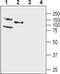 Potassium Voltage-Gated Channel Subfamily Q Member 4 antibody, PA5-77657, Invitrogen Antibodies, Western Blot image 