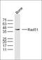 RAD51 Recombinase antibody, orb317801, Biorbyt, Western Blot image 