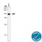 Aryl Hydrocarbon Receptor antibody, AF6185, R&D Systems, Western Blot image 
